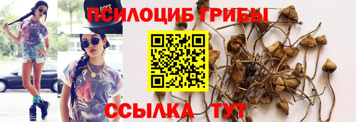 Галлюциногенные грибы Cubensis Гатчина